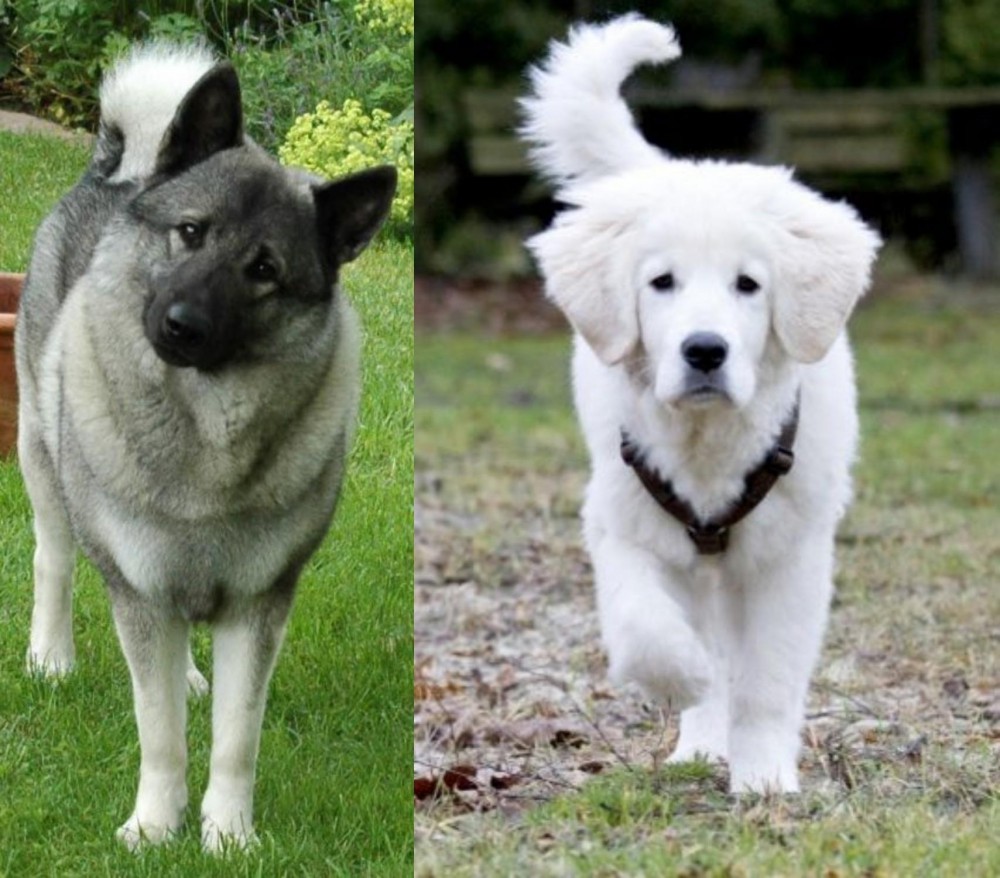 Polish Tatra Sheepdog vs Norwegian Elkhound - Breed Comparison