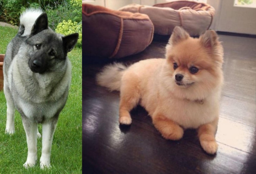 Pomeranian vs Norwegian Elkhound - Breed Comparison