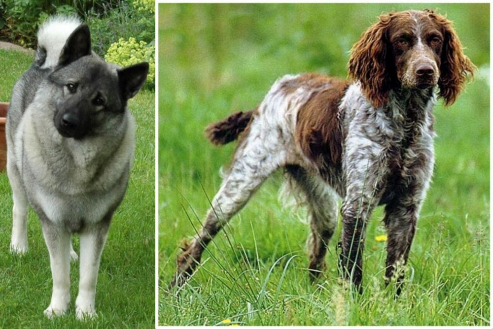 Pont-Audemer Spaniel vs Norwegian Elkhound - Breed Comparison