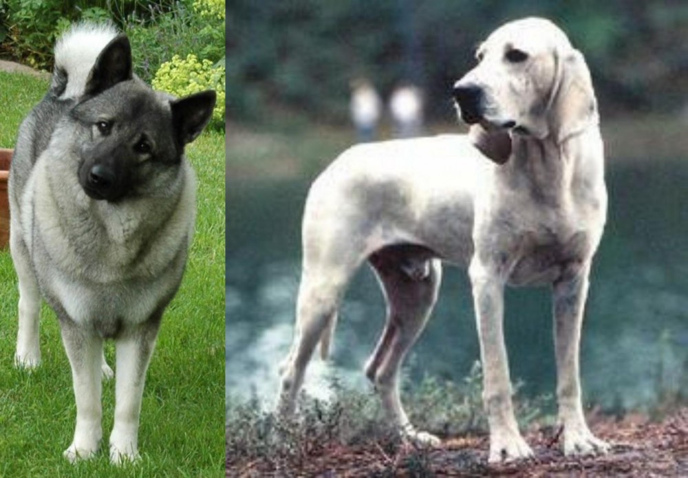 Porcelaine vs Norwegian Elkhound - Breed Comparison