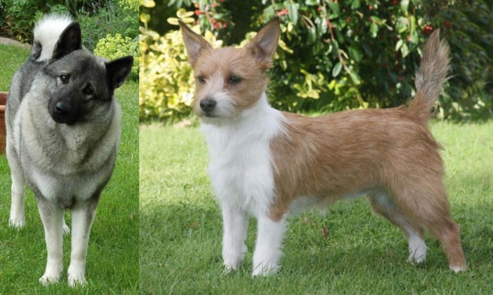 Portuguese Podengo vs Norwegian Elkhound - Breed Comparison