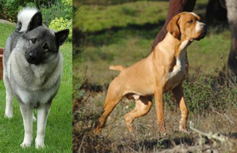 Portuguese Pointer vs Norwegian Elkhound - Breed Comparison