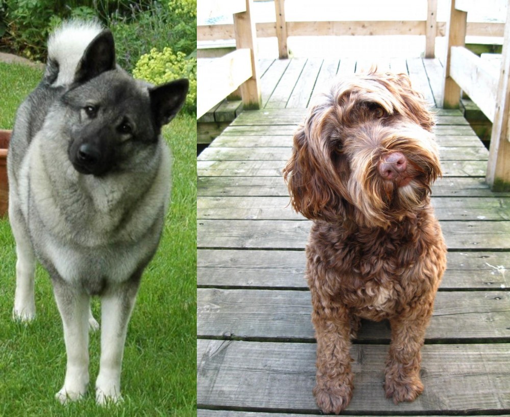 Portuguese Water Dog vs Norwegian Elkhound - Breed Comparison