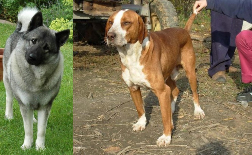 Posavac Hound vs Norwegian Elkhound - Breed Comparison