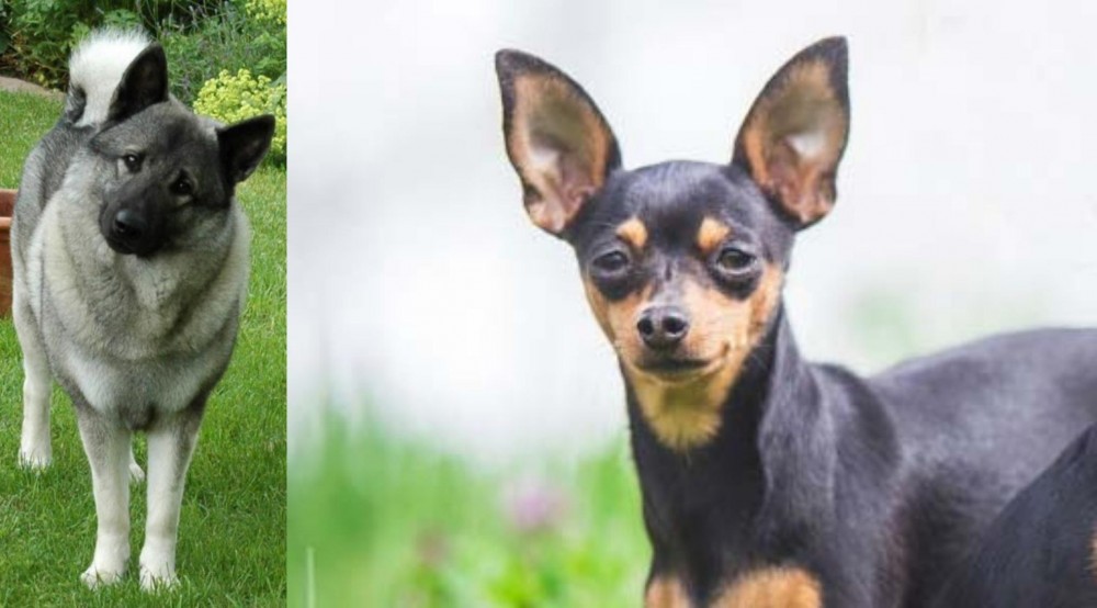 Prazsky Krysarik vs Norwegian Elkhound - Breed Comparison