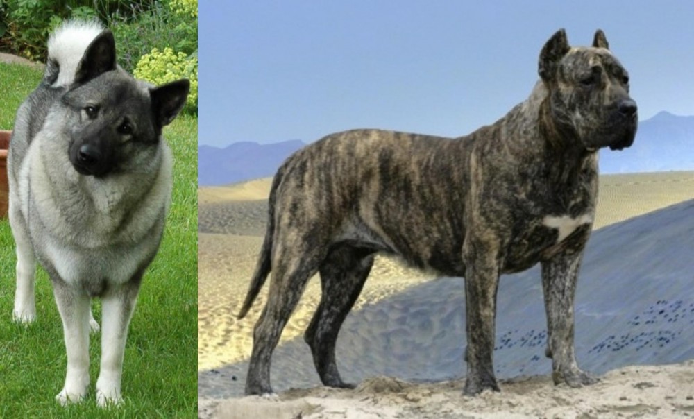 Presa Canario vs Norwegian Elkhound - Breed Comparison