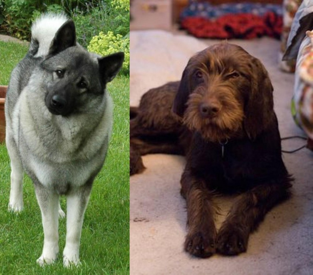 Pudelpointer vs Norwegian Elkhound - Breed Comparison