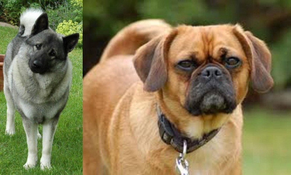 Pugalier vs Norwegian Elkhound - Breed Comparison