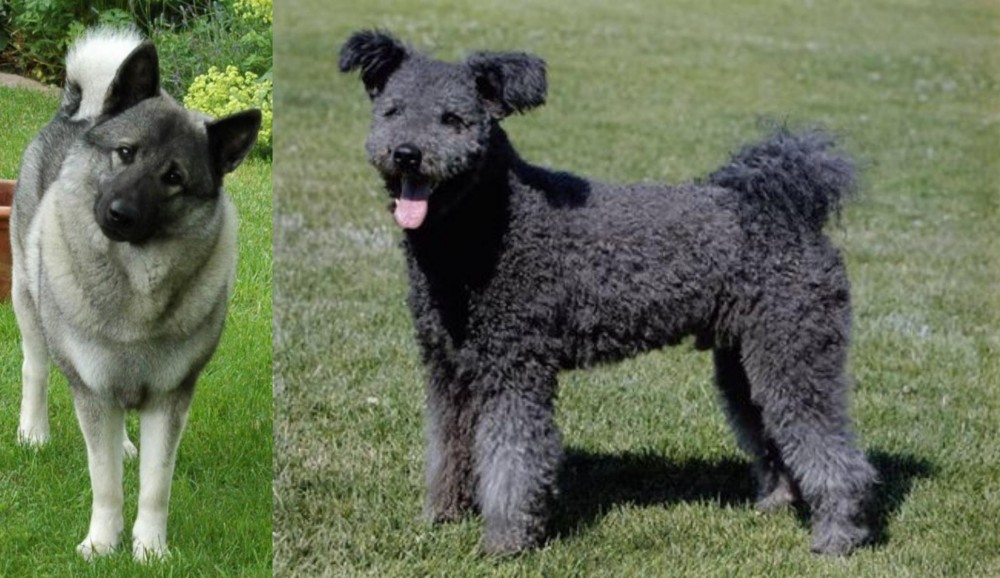 Pumi vs Norwegian Elkhound - Breed Comparison