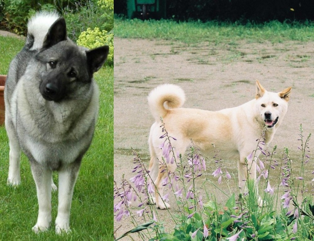 Pungsan Dog vs Norwegian Elkhound - Breed Comparison