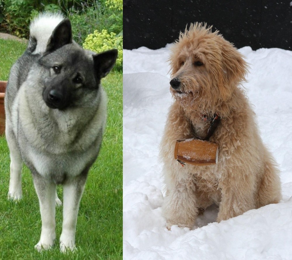 Pyredoodle vs Norwegian Elkhound - Breed Comparison