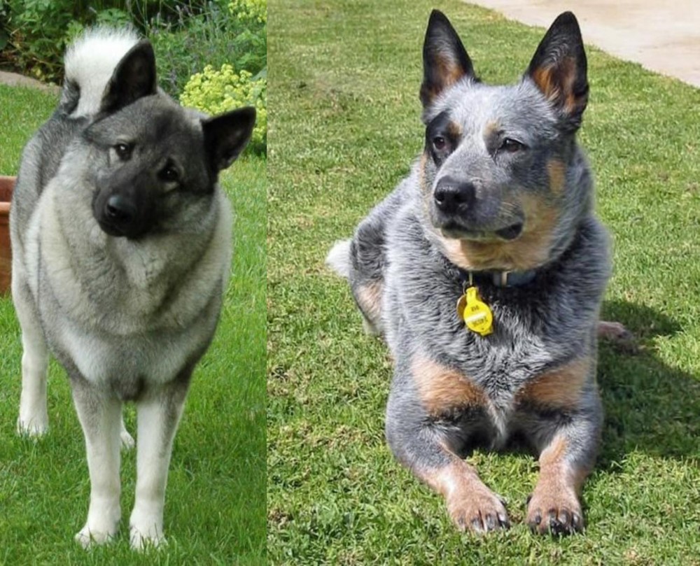 Queensland Heeler vs Norwegian Elkhound - Breed Comparison