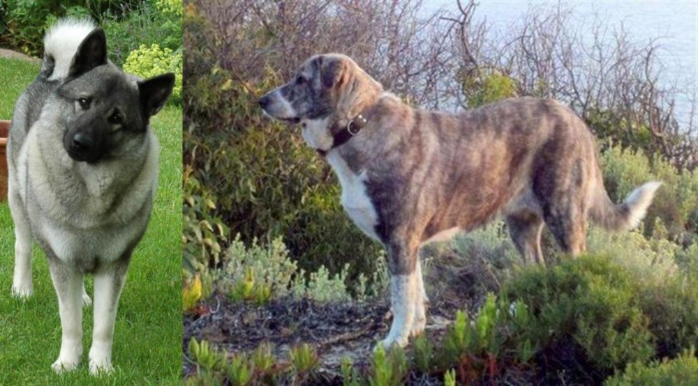 Rafeiro do Alentejo vs Norwegian Elkhound - Breed Comparison