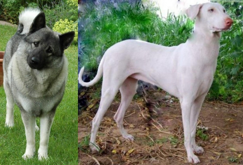 Rajapalayam vs Norwegian Elkhound - Breed Comparison