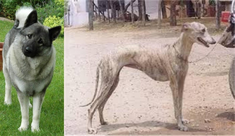 Rampur Greyhound vs Norwegian Elkhound - Breed Comparison