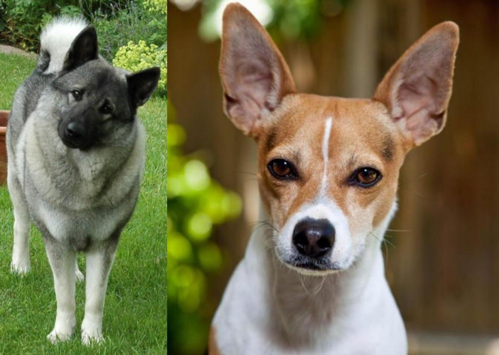 Rat Terrier vs Norwegian Elkhound - Breed Comparison