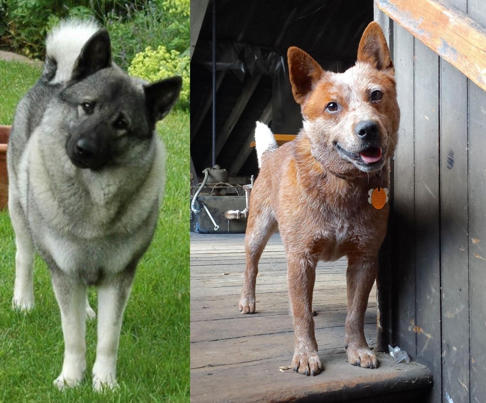 Red Heeler vs Norwegian Elkhound - Breed Comparison