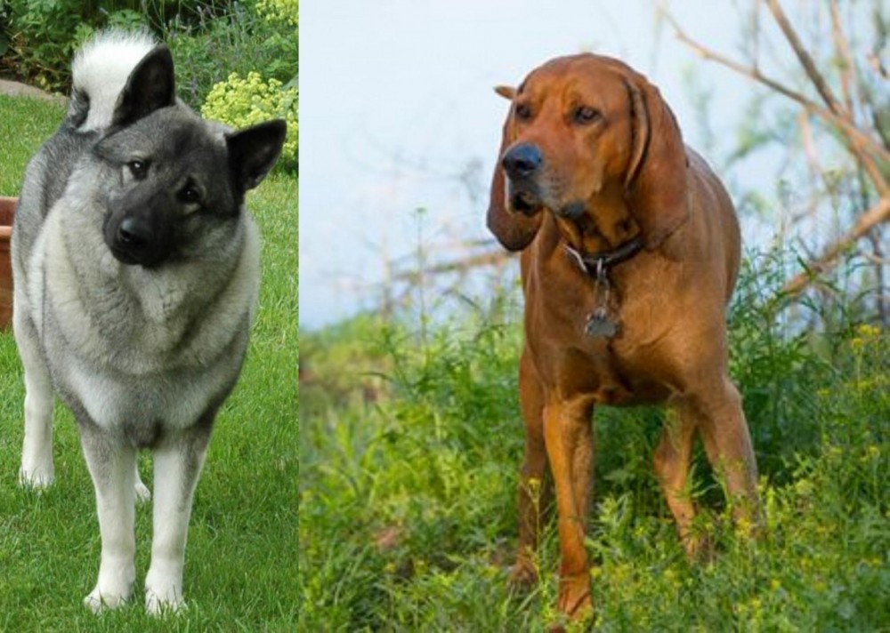 Redbone Coonhound vs Norwegian Elkhound - Breed Comparison