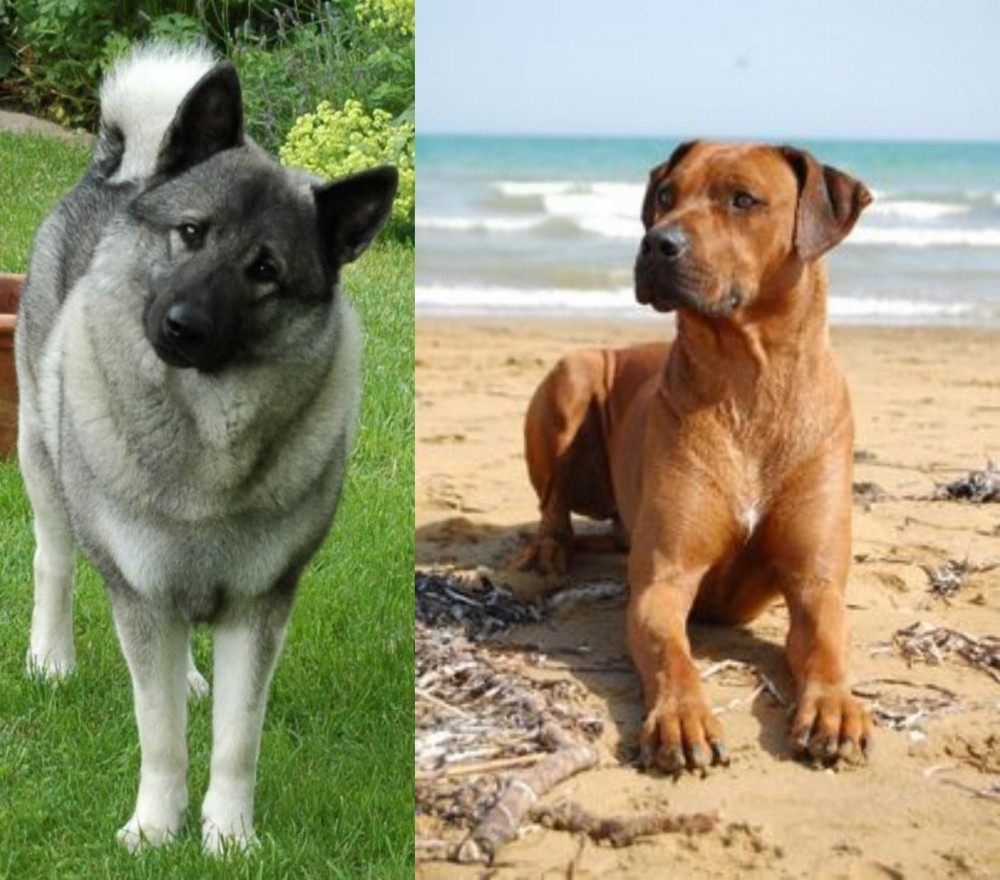 Rhodesian Ridgeback vs Norwegian Elkhound - Breed Comparison