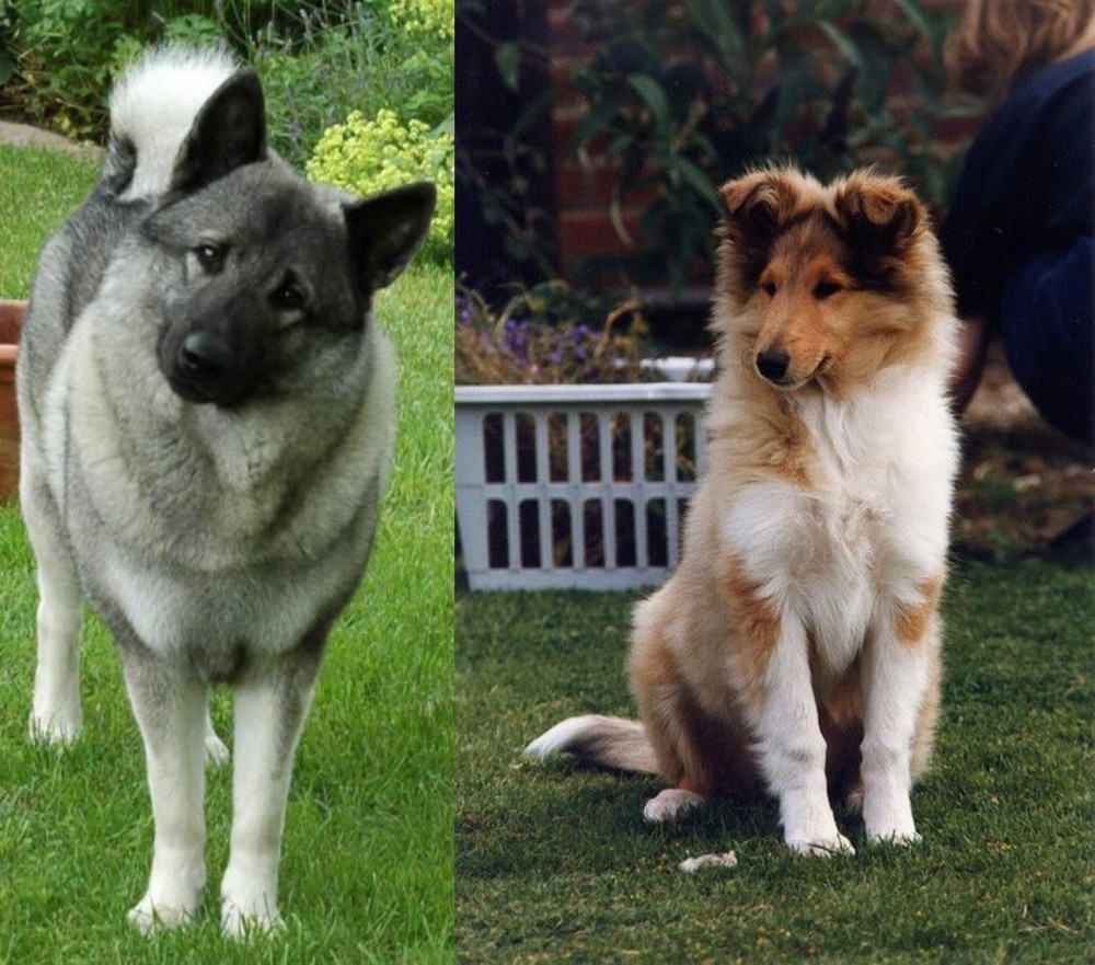 Rough Collie vs Norwegian Elkhound - Breed Comparison