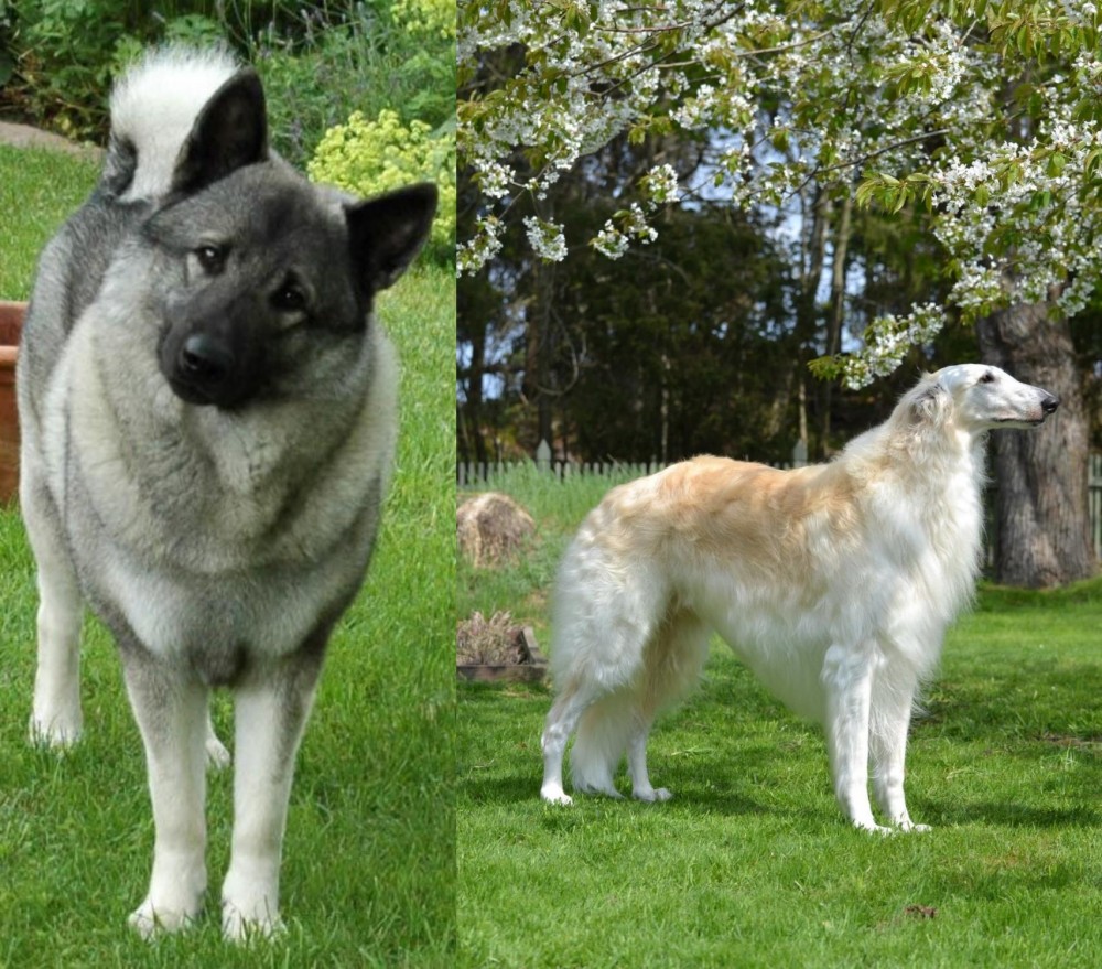 Russian Hound vs Norwegian Elkhound - Breed Comparison