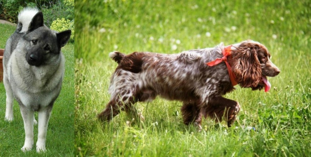 Russian Spaniel vs Norwegian Elkhound - Breed Comparison