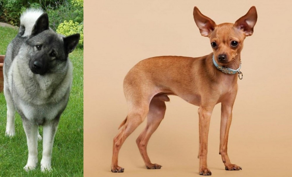 Russian Toy Terrier vs Norwegian Elkhound - Breed Comparison