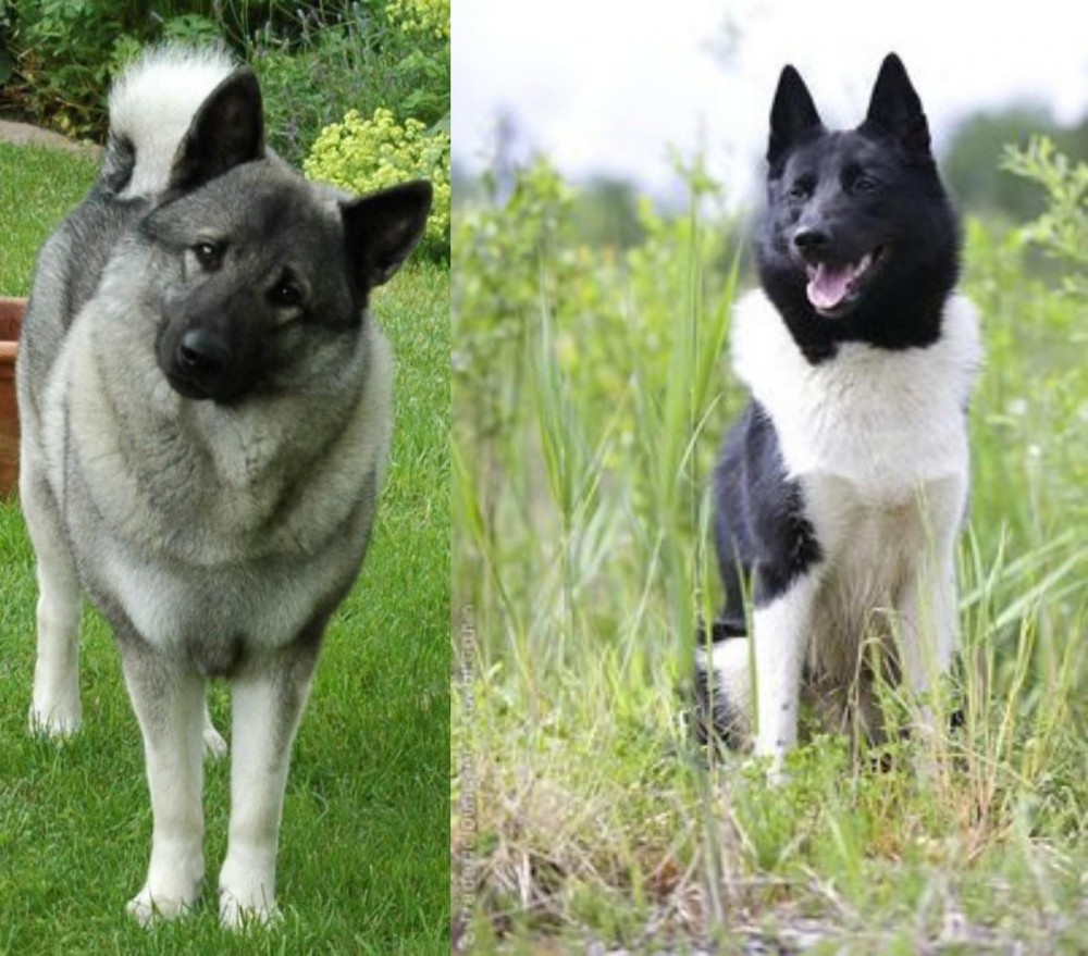 Russo-European Laika vs Norwegian Elkhound - Breed Comparison