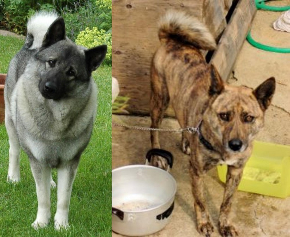 Ryukyu Inu vs Norwegian Elkhound - Breed Comparison