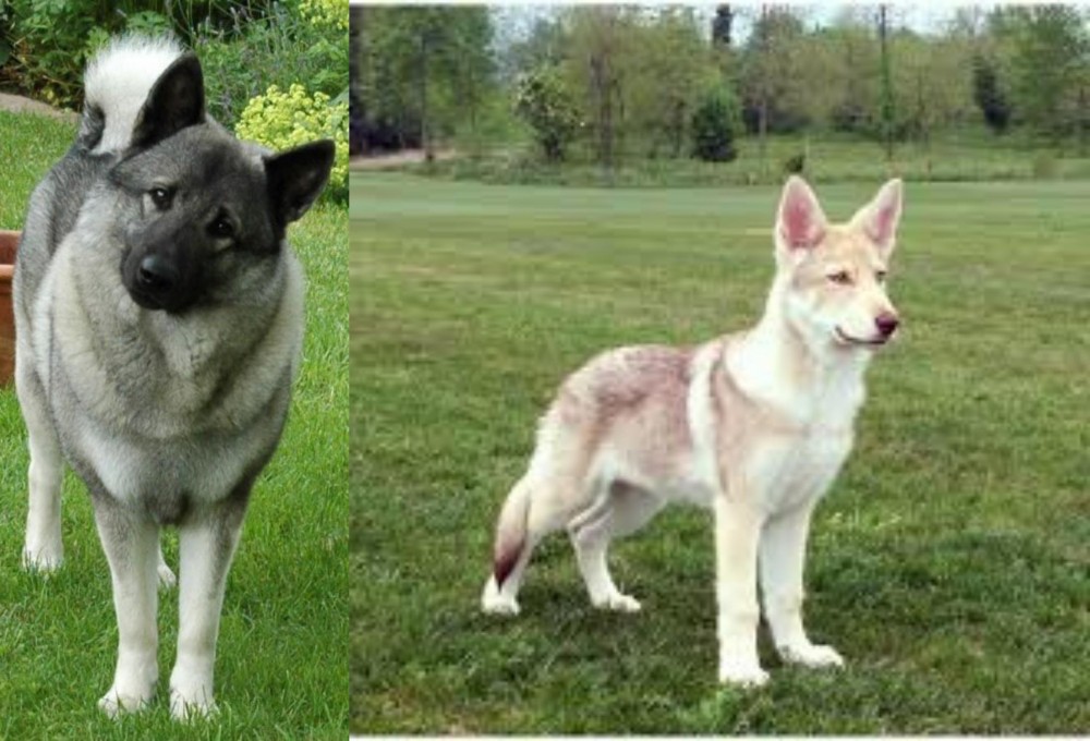 Saarlooswolfhond vs Norwegian Elkhound - Breed Comparison