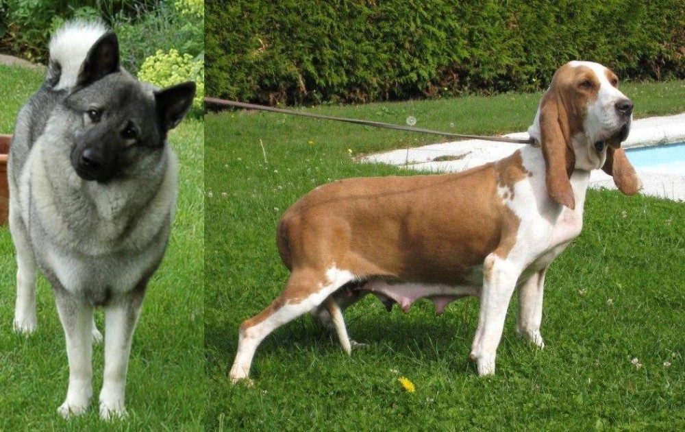 Sabueso Espanol vs Norwegian Elkhound - Breed Comparison