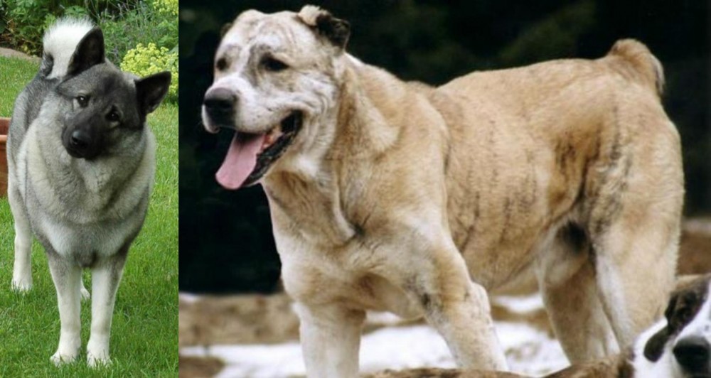 Sage Koochee vs Norwegian Elkhound - Breed Comparison