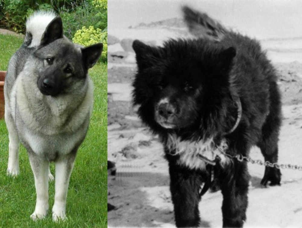 Sakhalin Husky vs Norwegian Elkhound - Breed Comparison