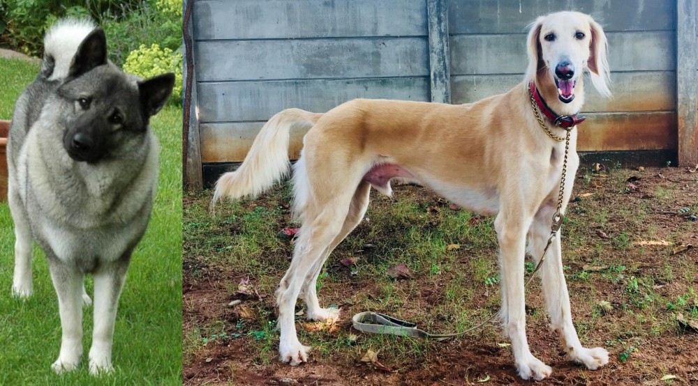 Saluki vs Norwegian Elkhound - Breed Comparison