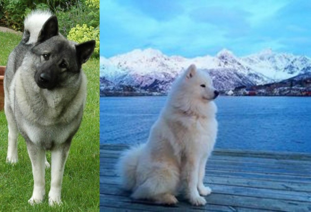 Samoyed vs Norwegian Elkhound - Breed Comparison