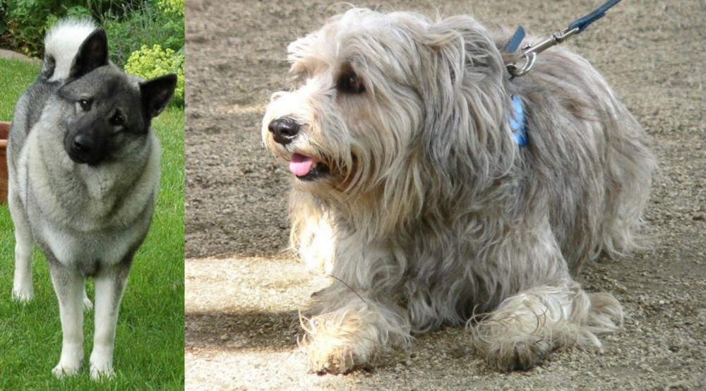 Sapsali vs Norwegian Elkhound - Breed Comparison