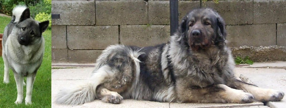 Sarplaninac vs Norwegian Elkhound - Breed Comparison