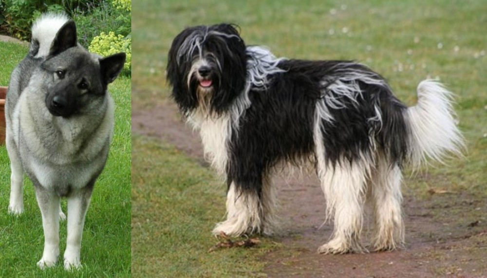 Schapendoes vs Norwegian Elkhound - Breed Comparison