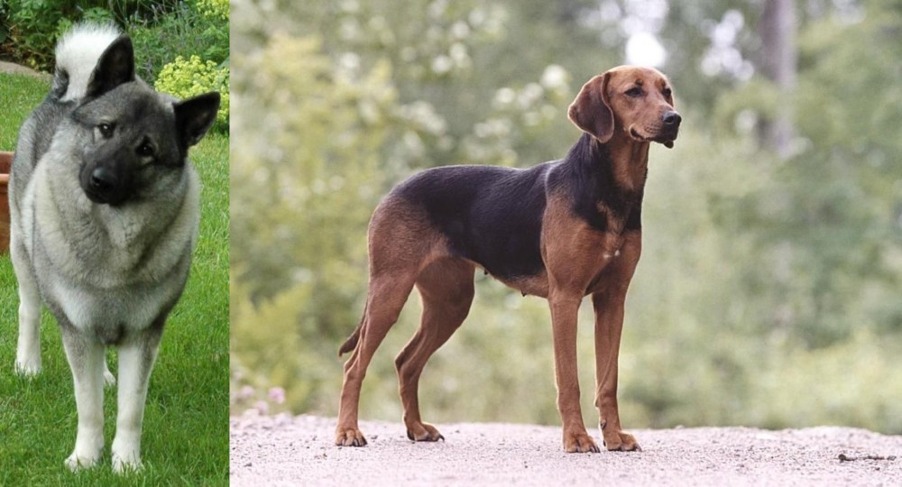 Schillerstovare vs Norwegian Elkhound - Breed Comparison