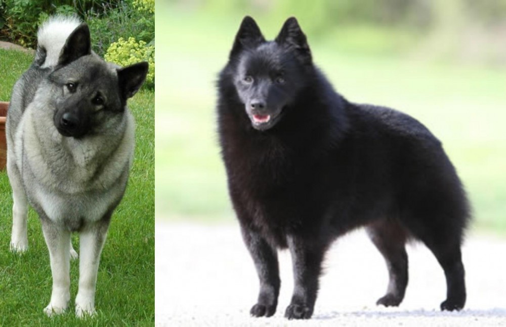 Schipperke vs Norwegian Elkhound - Breed Comparison