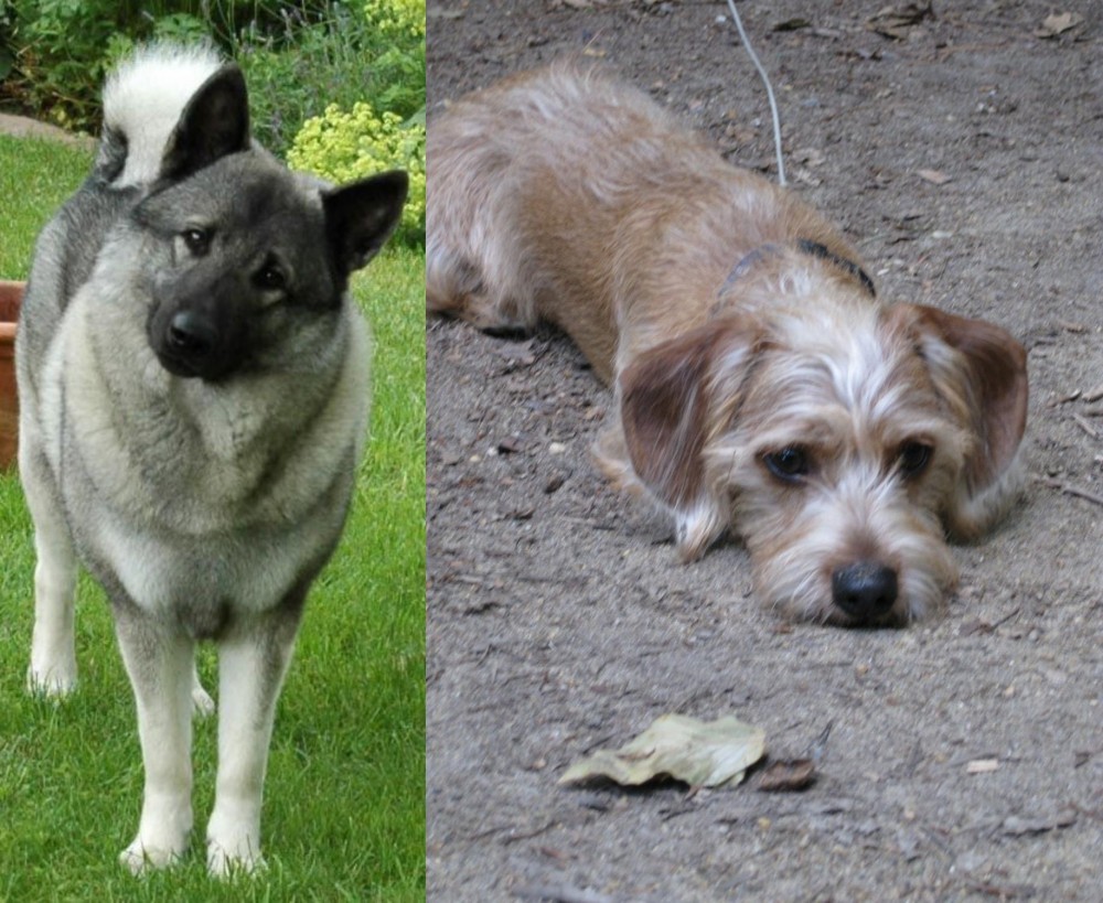 Schweenie vs Norwegian Elkhound - Breed Comparison