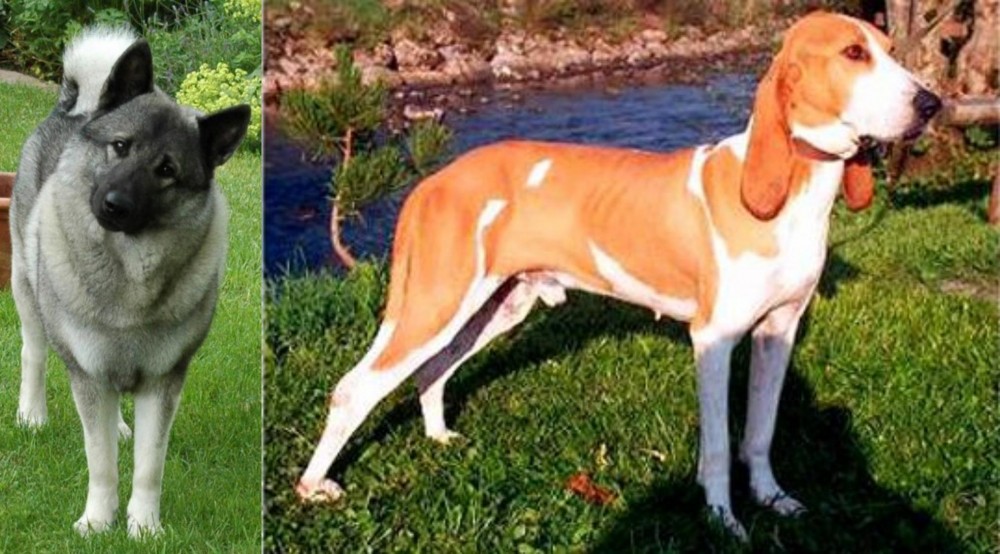 Schweizer Laufhund vs Norwegian Elkhound - Breed Comparison
