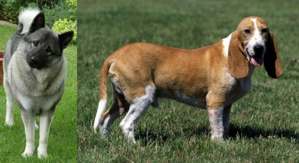 Schweizer Niederlaufhund vs Norwegian Elkhound - Breed Comparison