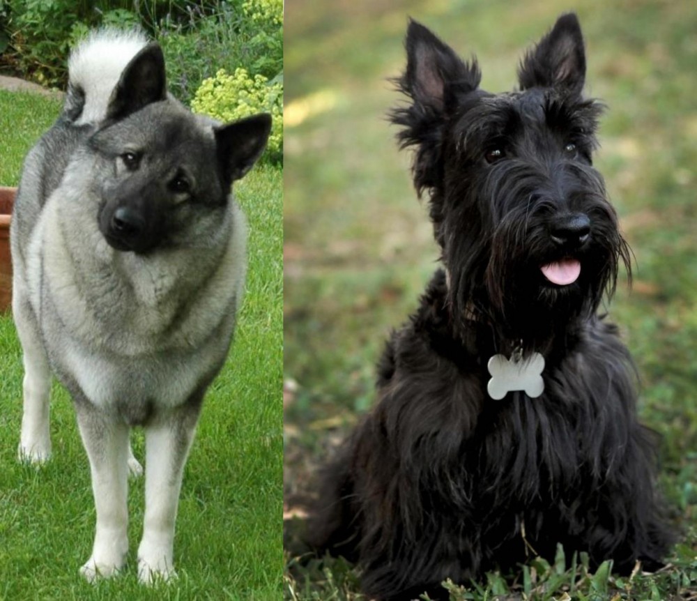 Scoland Terrier vs Norwegian Elkhound - Breed Comparison