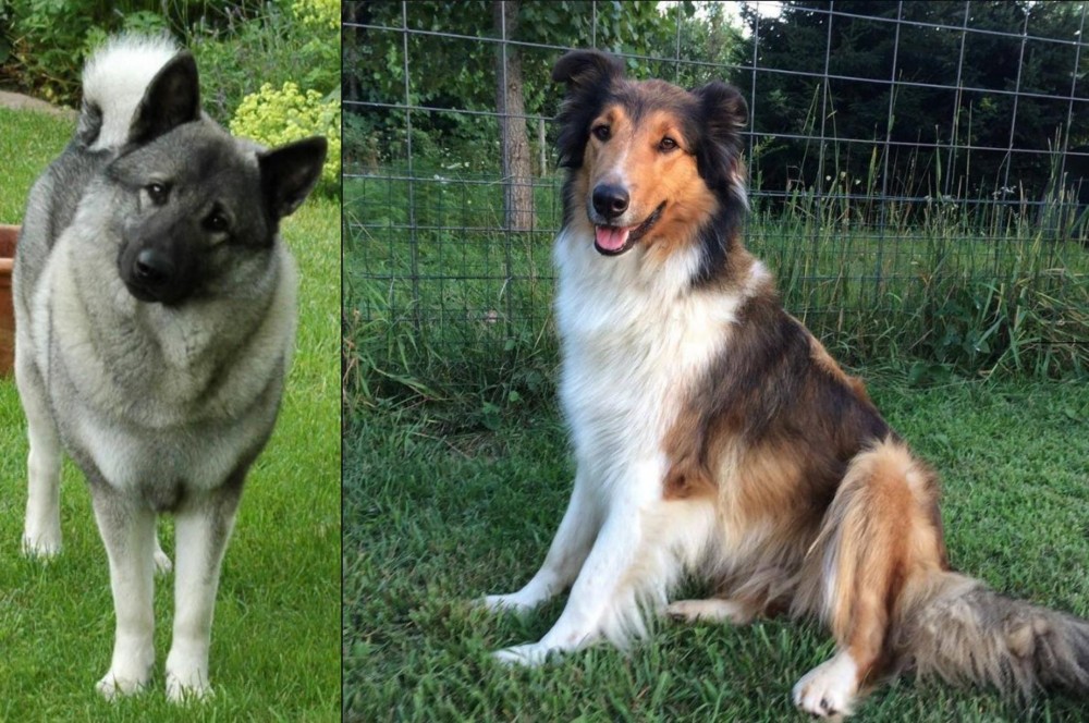 Scotch Collie vs Norwegian Elkhound - Breed Comparison