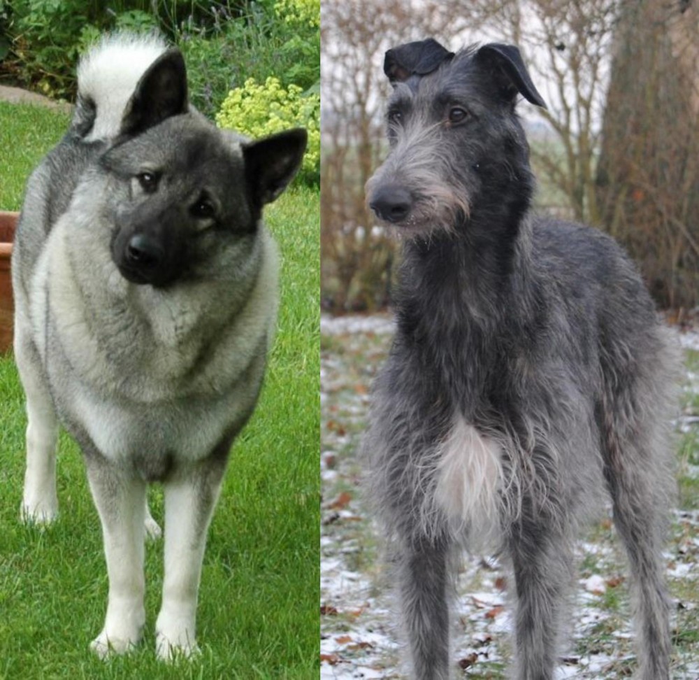 Scottish Deerhound vs Norwegian Elkhound - Breed Comparison