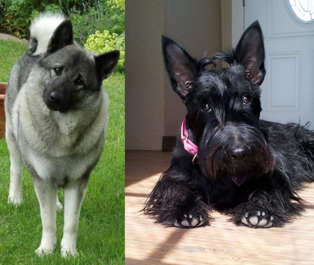 Scottish Terrier vs Norwegian Elkhound - Breed Comparison