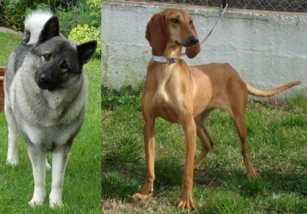 Segugio Italiano vs Norwegian Elkhound - Breed Comparison