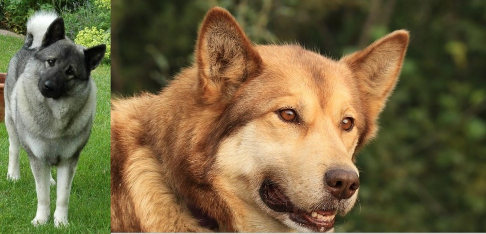 Seppala Siberian Sleddog vs Norwegian Elkhound - Breed Comparison