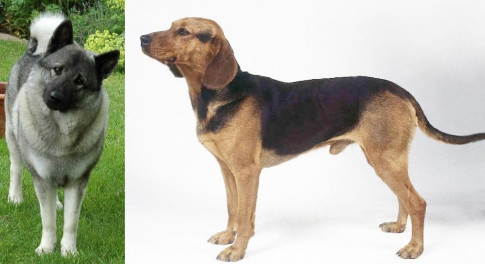 Serbian Hound vs Norwegian Elkhound - Breed Comparison